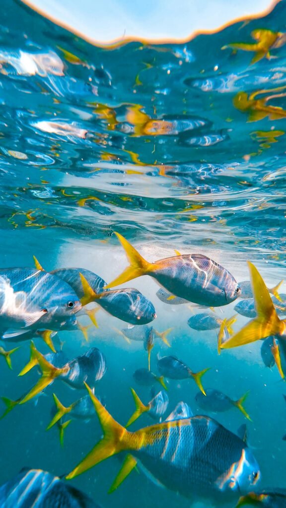 Colorful underwater view featuring yellowtail fish in vibrant turquoise waters of Australia.